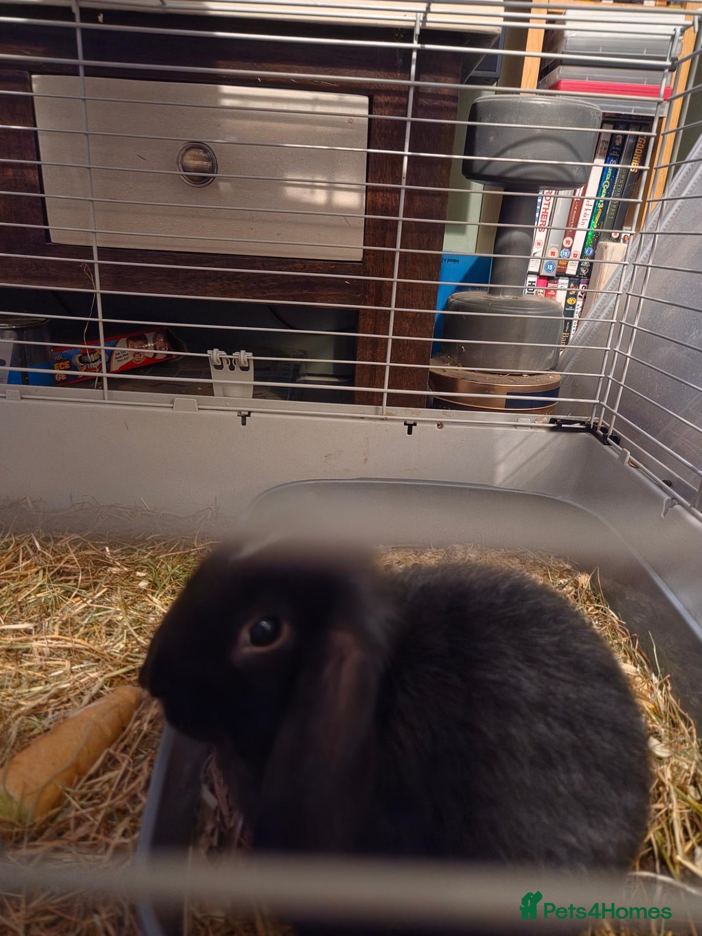 Mixed Breed rabbits Mini lop cross lionhead boys - Advert 2
