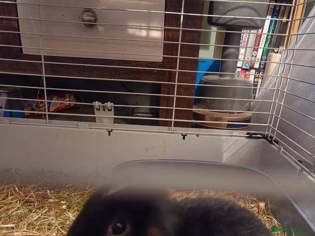 Mixed Breed rabbits for sale: Mini lop cross lionhead boys - Advert 2