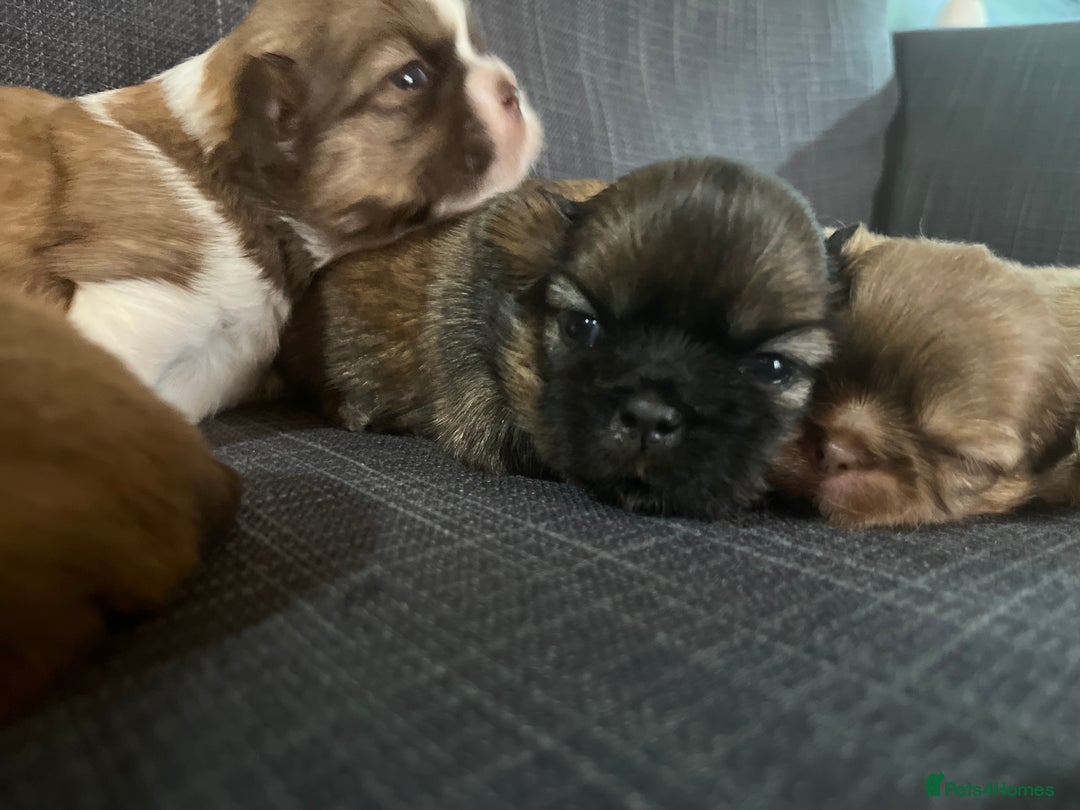 Shih Tzu dogs for sale: Beautiful litter or imperial Shih Tzu puppies  - Advert 16