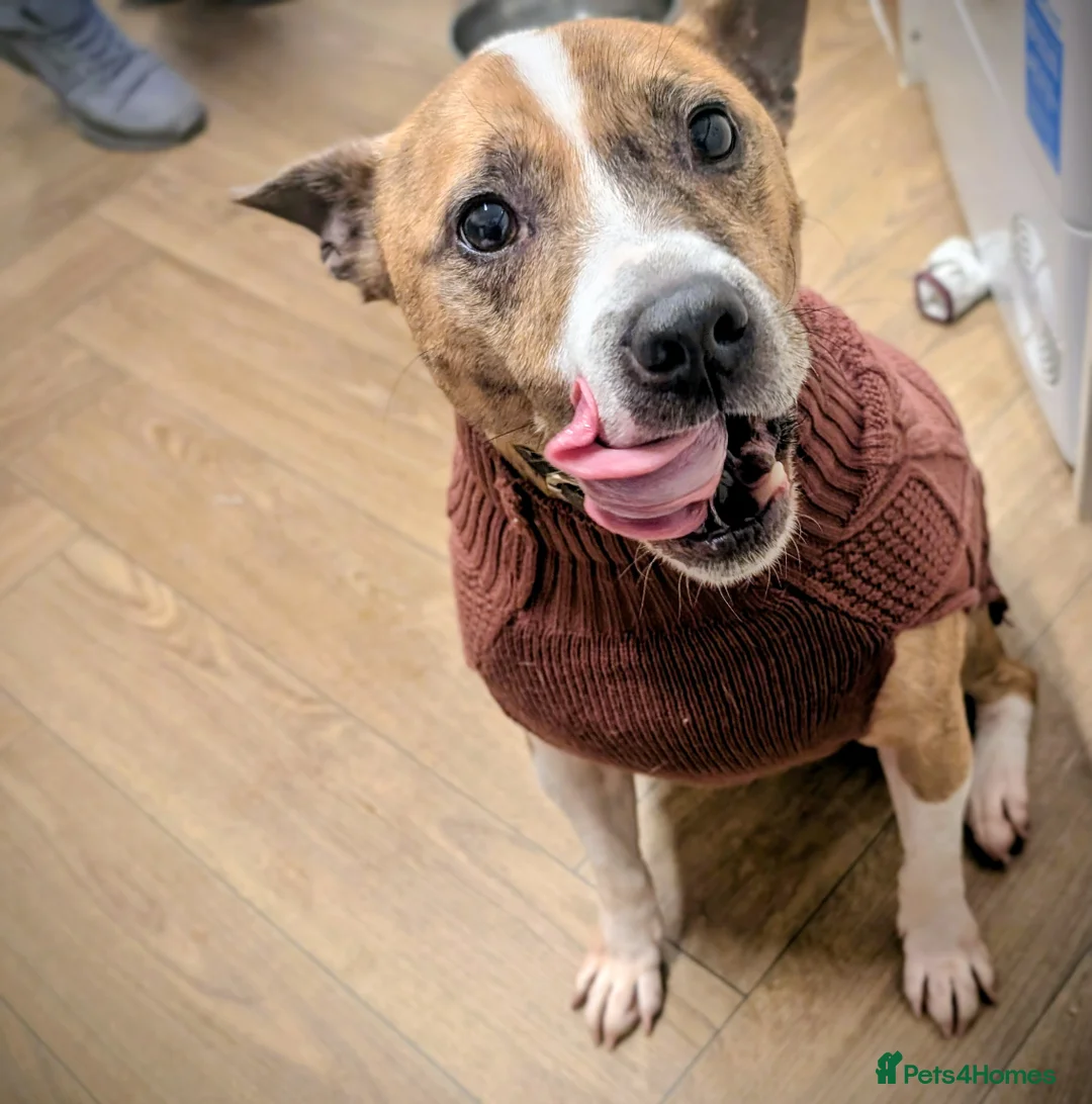 Mixed Breed dogs for sale: Tyson Looking For Home - Advert 1