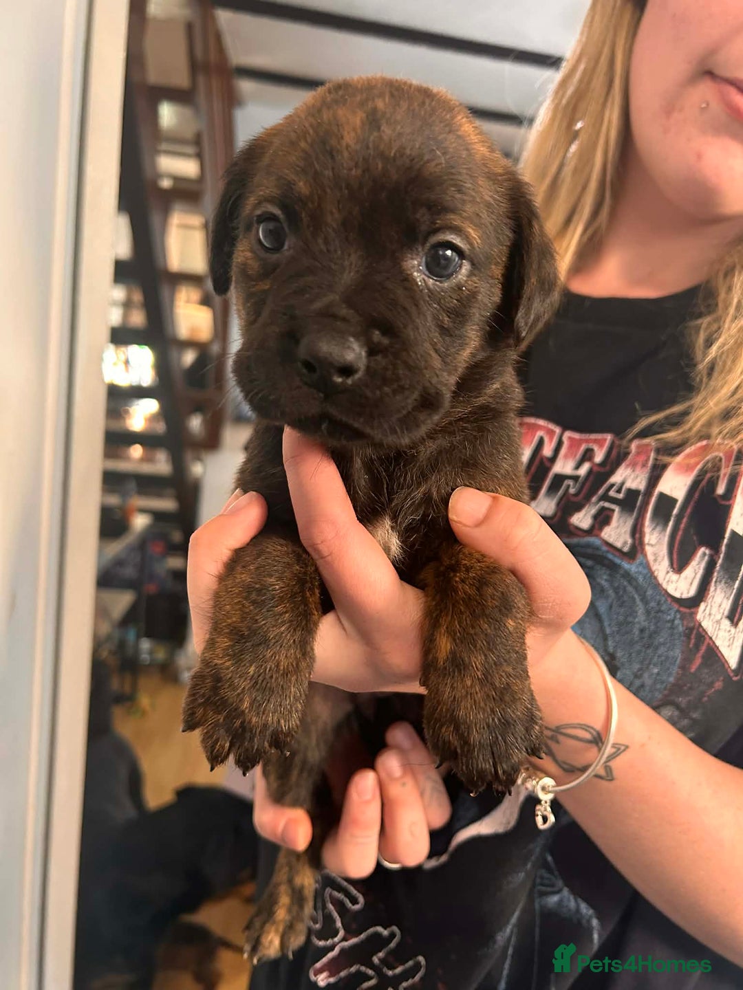 Mixed Breed dogs for sale: Beautiful Rottweiler x bullmastiff puppies - Advert 6