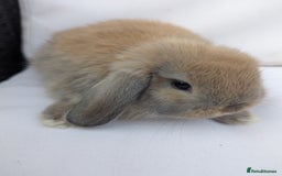Mini Lop rabbits for sale: ❤️ Cute baby Mini Lop baby rabbits boys girls! ❤️ - Image 5
