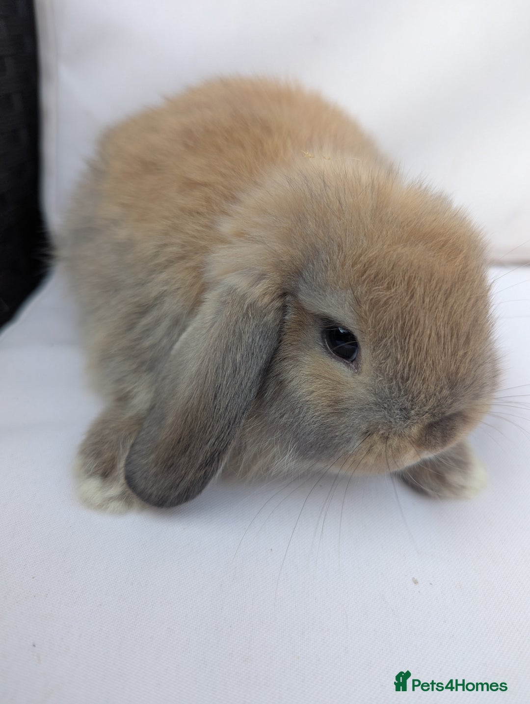 Mini Lop rabbits for sale: ❤️ Cute baby Mini Lop baby rabbits boys girls! ❤️ - Image 5