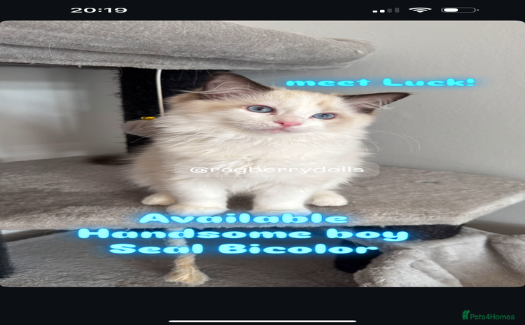 Ragdoll cats - Advert 6