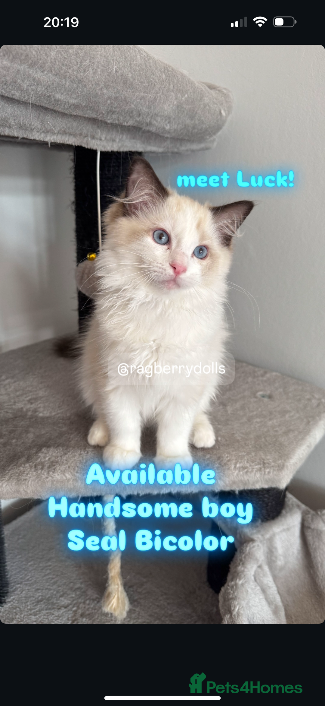 Ragdoll cats for sale: Ready Now TICA Registered Ragdoll Kittens Availabl - Image 1