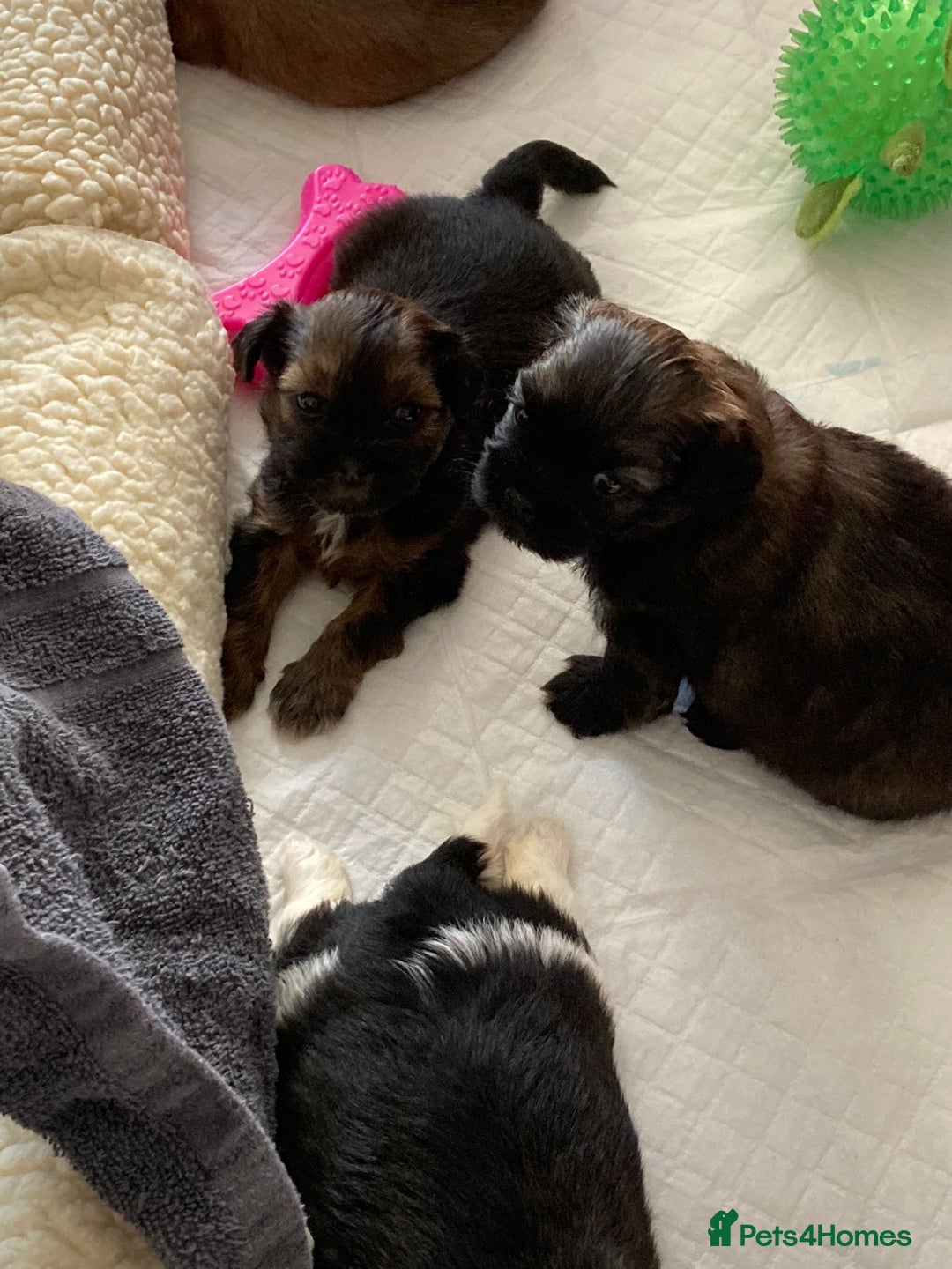 Shih Tzu dogs for stud: Kc Registered Shih Tzu for stud in Bournemouth - Advert 12