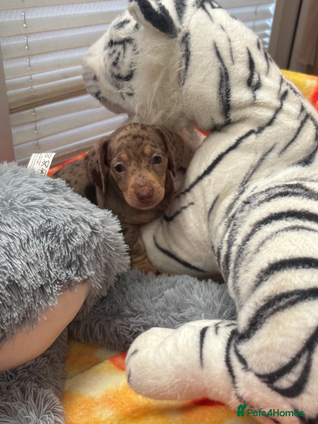 Miniature Dachshund dogs for sale: Beautiful KC Reg Miniature Dachshund Pups - Image 9