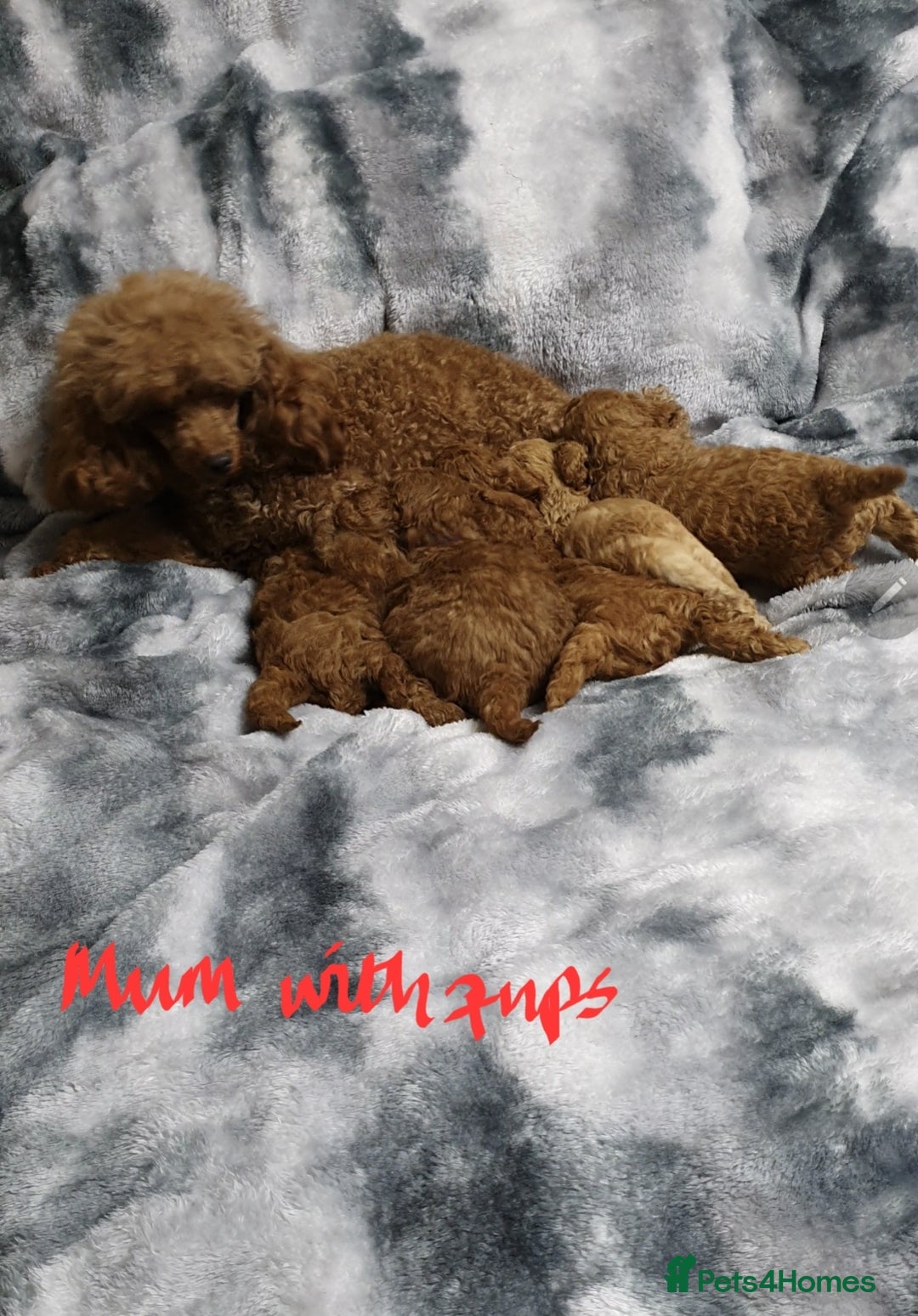 Toy Poodle dogs for sale: ASIAN CHAMPION lineage, KC registered Toy Poodles - Advert 4