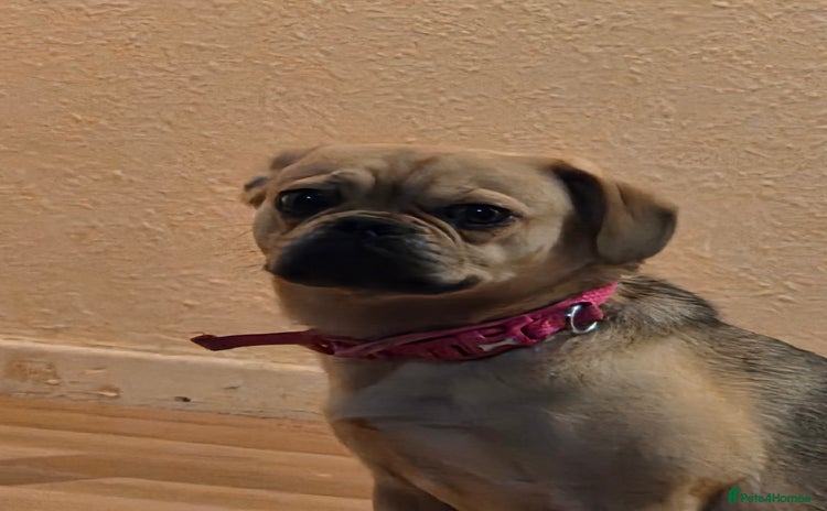 Frug dogs - Advert 10