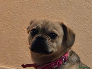 Frug dogs - Advert 3