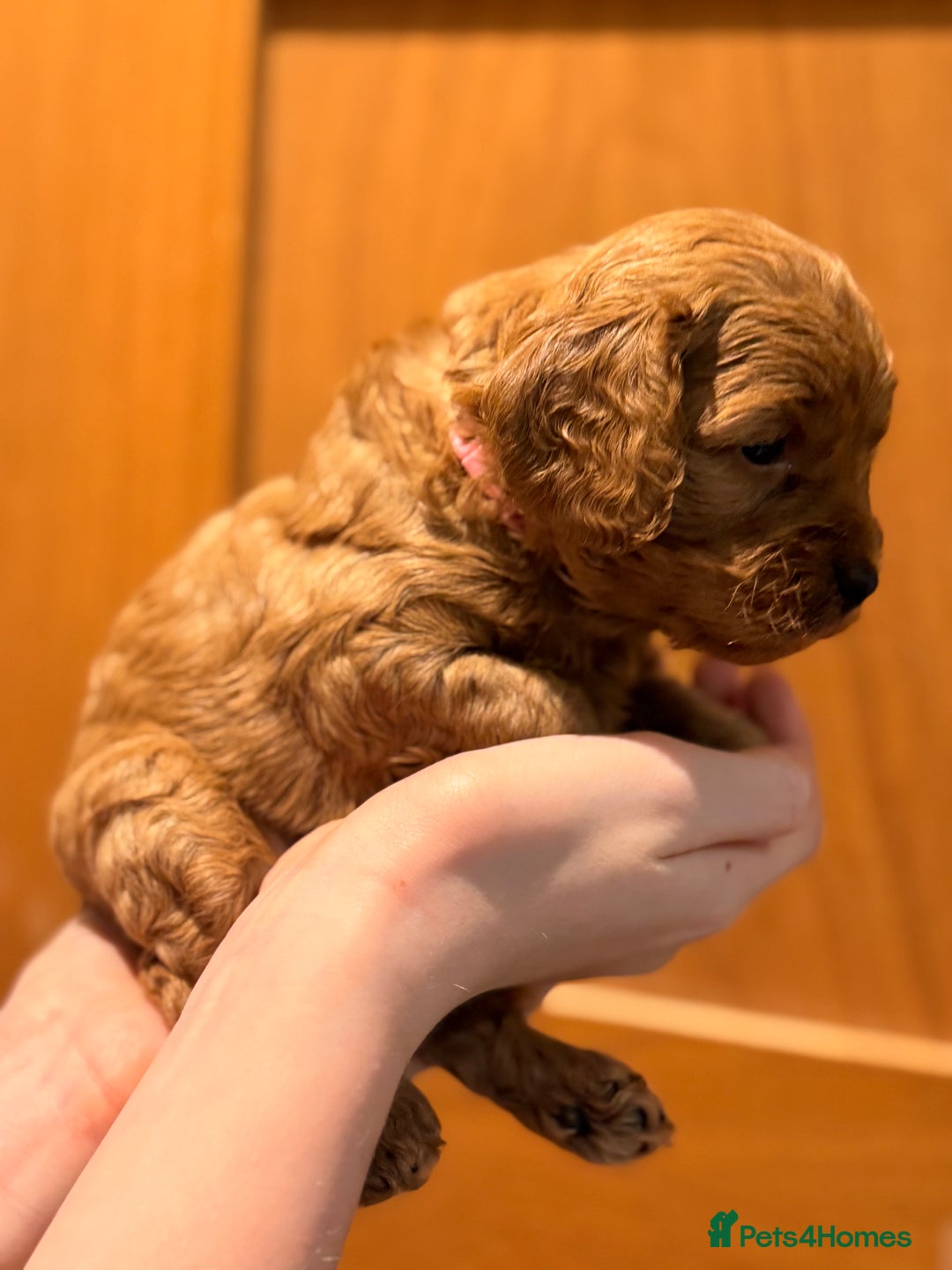 Cockapoo dogs for sale: Toy cockerpoo puppies  - Advert 5