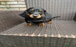 Dachshund dogs for sale: Dachshund puppies - Image 2