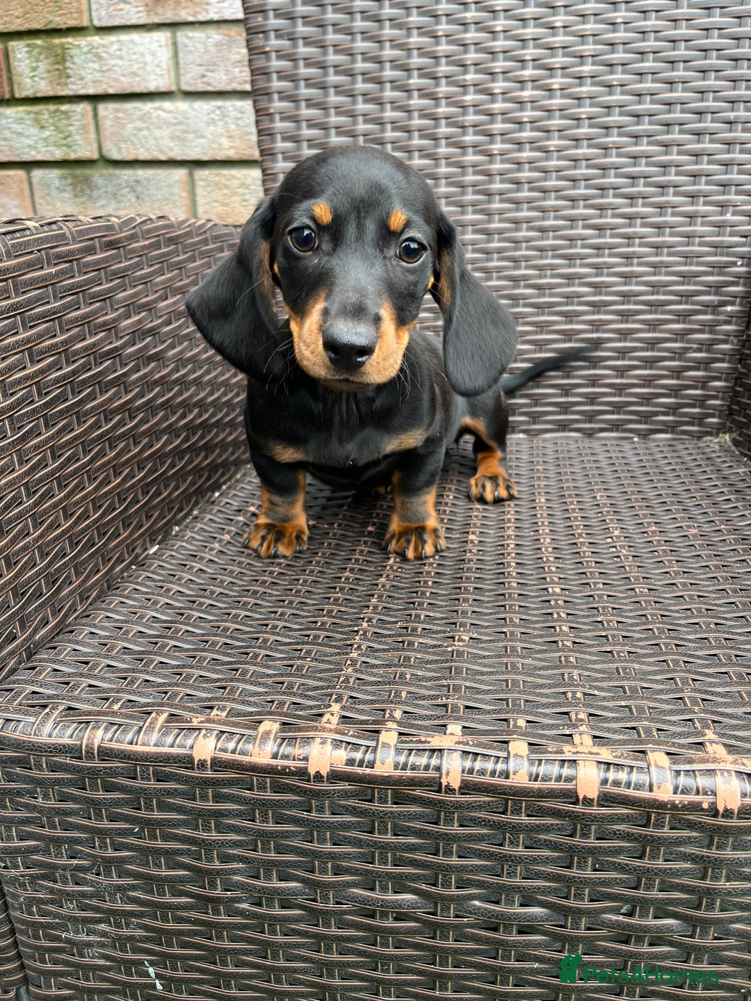 Dachshund dogs for sale: Dachshund puppies - Image 2