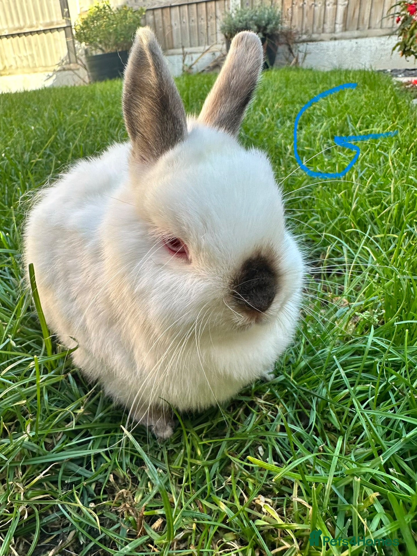 Netherland Dwarf rabbits Netherland Dwarf rabbits for sale  - Advert 2