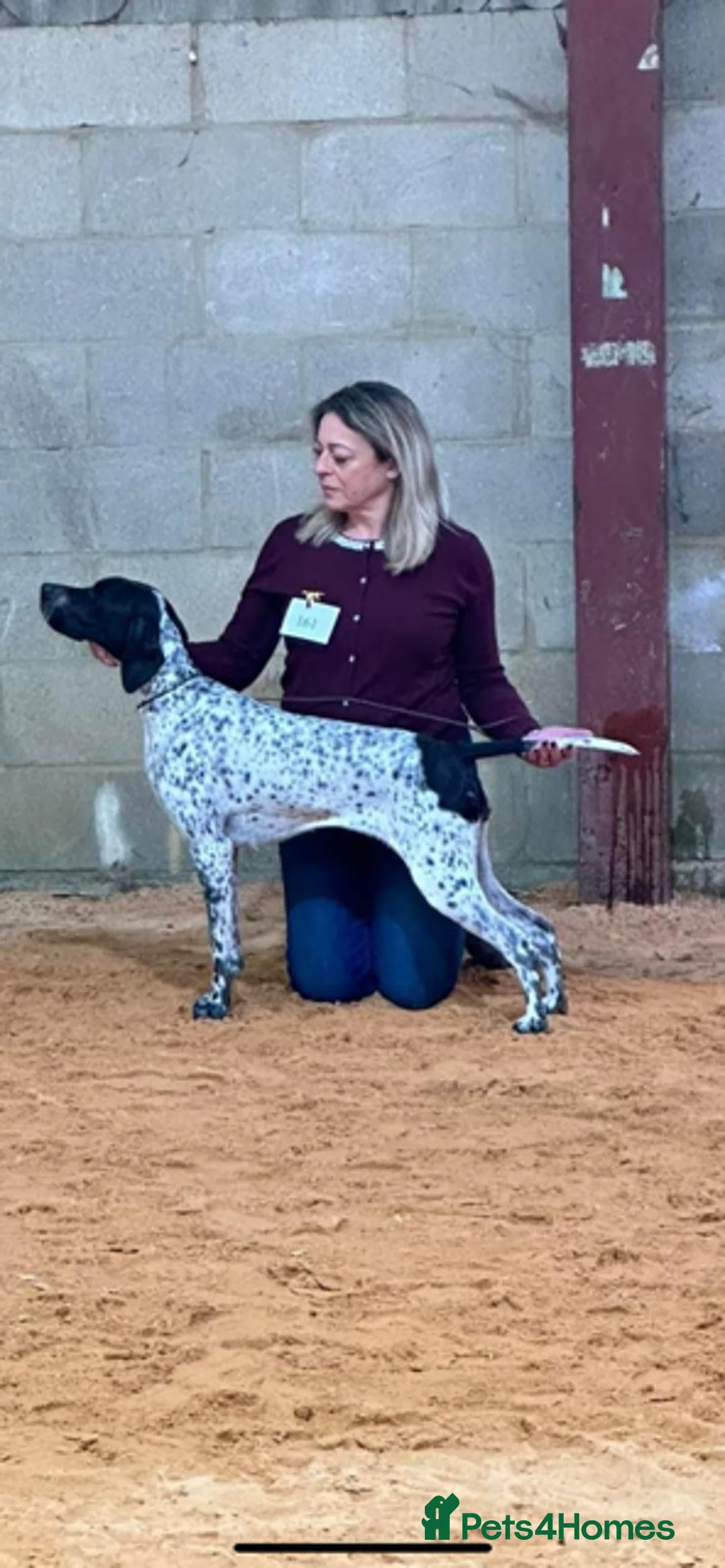 Pointer dogs for sale: Beautiful Pointer puppies  - Advert 10