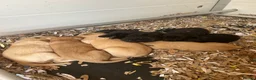 Labrador Retriever dogs for sale: KC Labrador Retriever Puppies - Advert 12