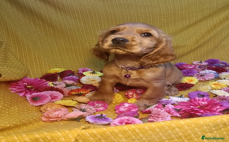 Cocker Spaniel dogs - Advert 6