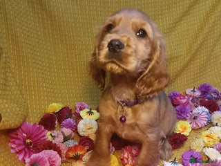 Cocker Spaniel dogs - Advert 16