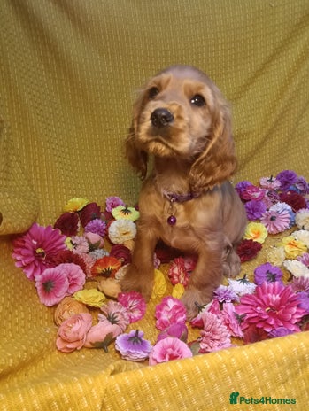 Cocker Spaniel dogs - Advert 6