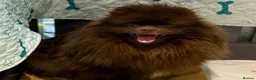 Pomeranian dogs for sale: Chocolate female Pomeranian  - Advert 3