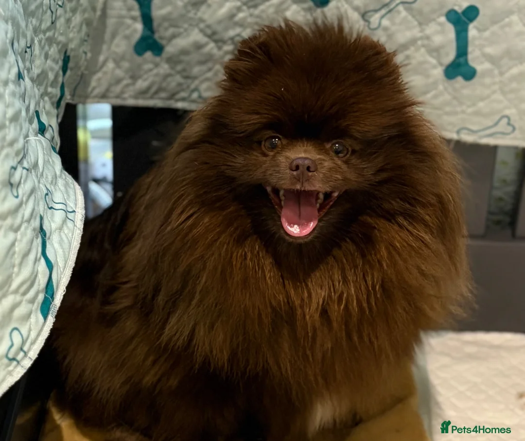 Pomeranian dogs for sale: Chocolate female Pomeranian  - Advert 3