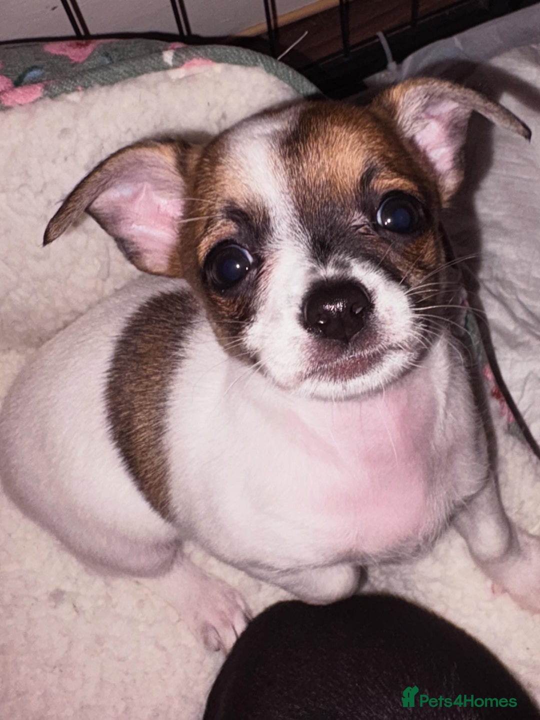 Chiweenie dogs for sale: Chweenie - Advert 3