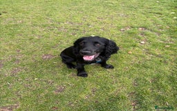 Cocker Spaniel dogs for sale: Lovely 10 month old cocker spaniel  - Image 1