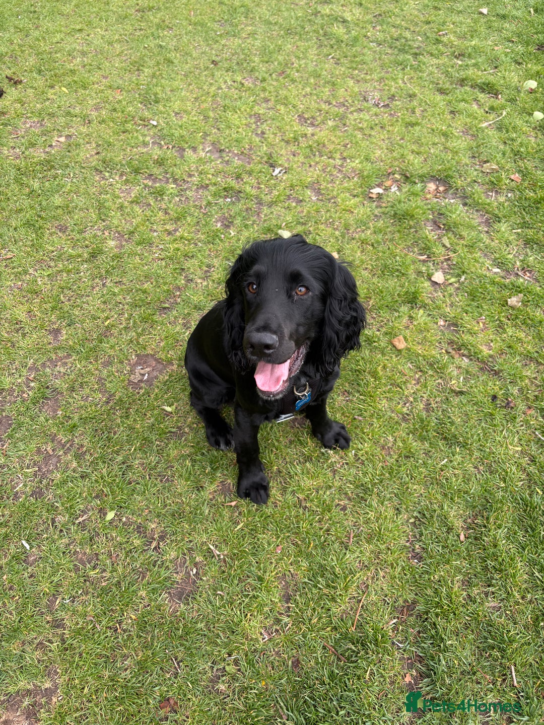 Cocker Spaniel dogs for sale: Lovely 10 month old cocker spaniel  - Image 1
