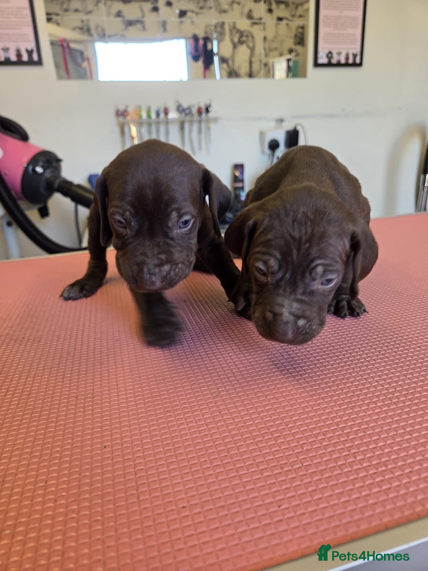 Mixed Breed dogs hungarian vizsla x shorthair german pointer pups - Advert 1