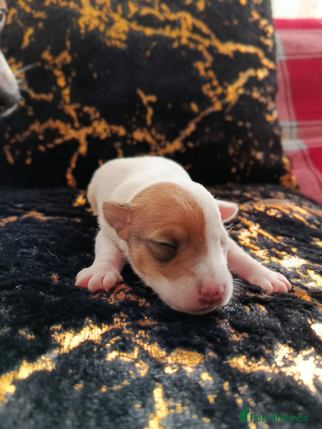 Jack Russell dogs for sale: 🤎🐶 Adorable Jack Russell Terrier Puppies✨ - Advert 24