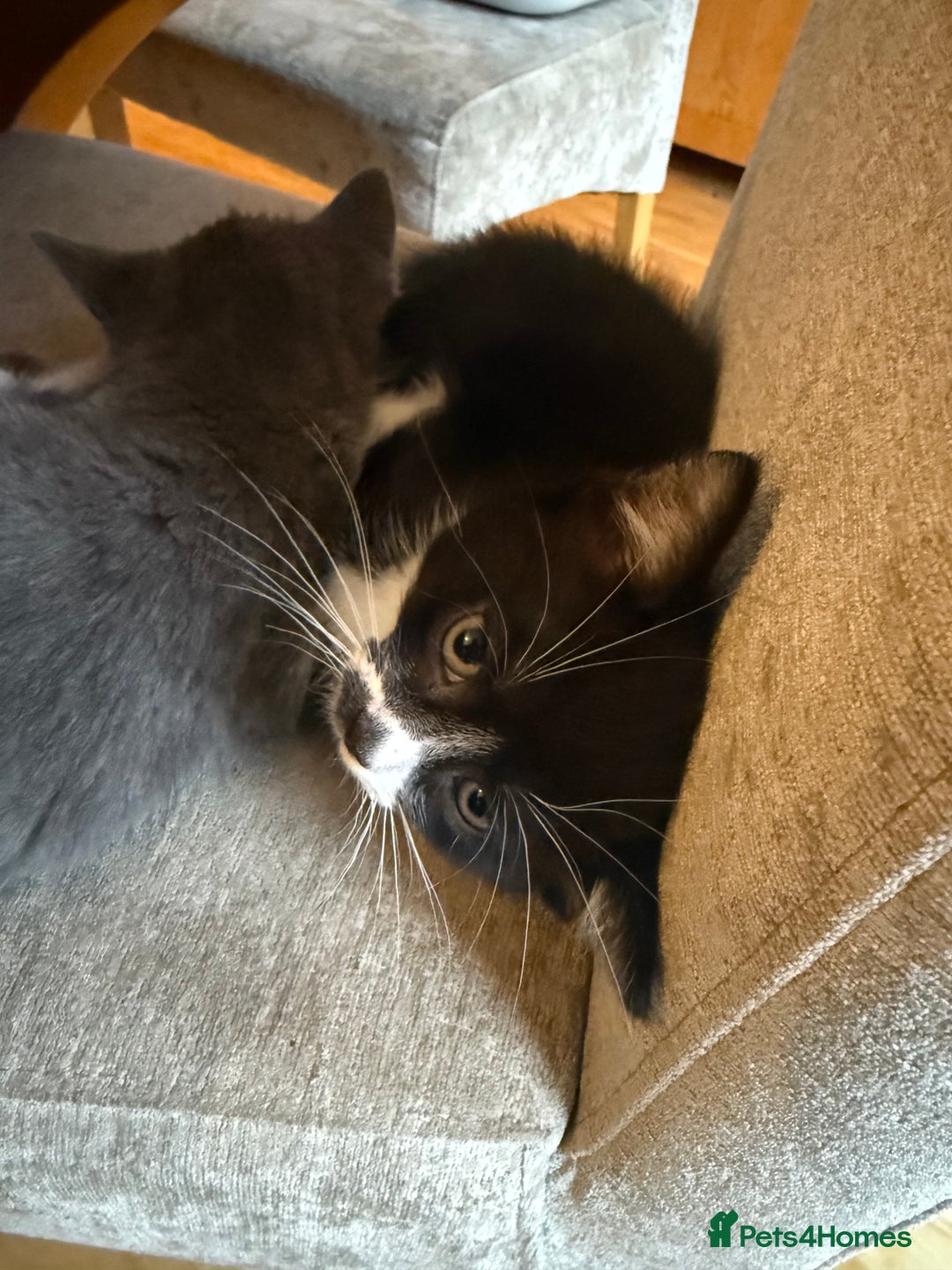 Domestic Shorthair cats for sale: 🤩🤩 6 beautiful babies 🤩🤩 - Image 14