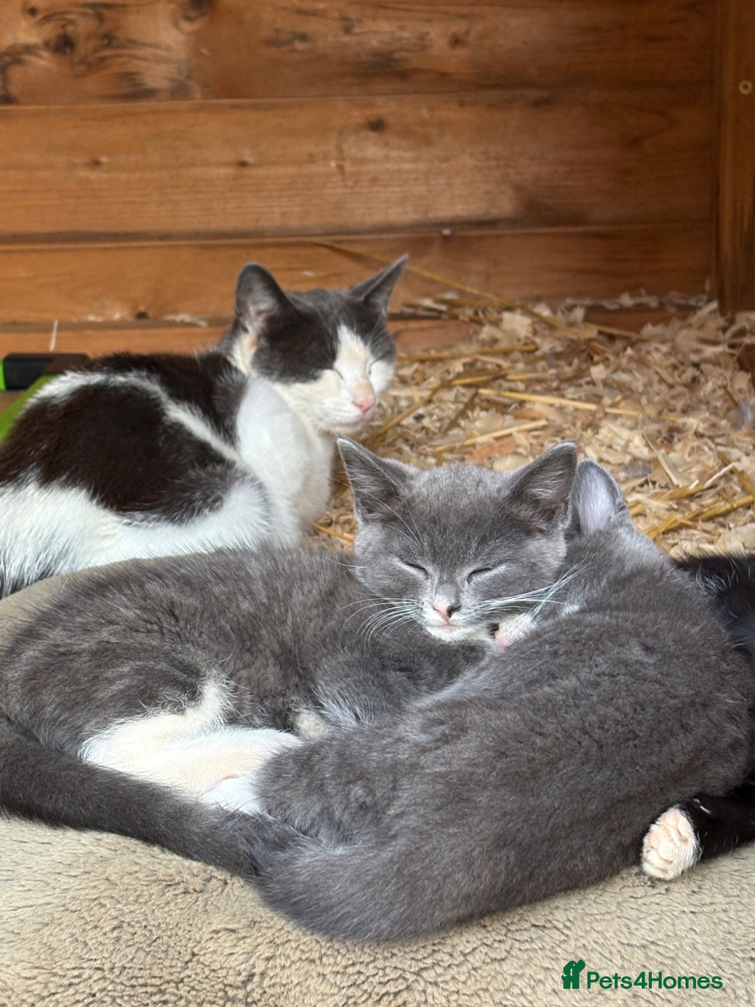 Mixed Breed cats 3 gorgeous kittens for sale - Advert 2