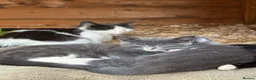 Mixed Breed cats for sale: 3 gorgeous kittens for sale - Advert 2