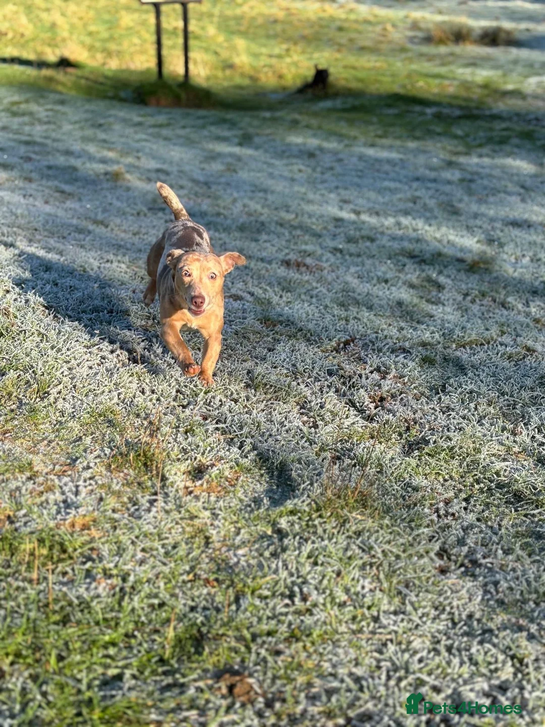 Jack Russell dogs for sale: Beautiful lilac merle Jack Russell  - Advert 2
