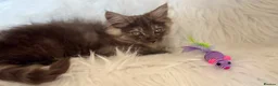 Maine Coon cats for sale: Maine coon kittens fluffy cuddly kittens - Advert 39