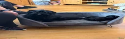 Affenpinscher dogs for sale: Affenpinscher puppies For Sale - Advert 1