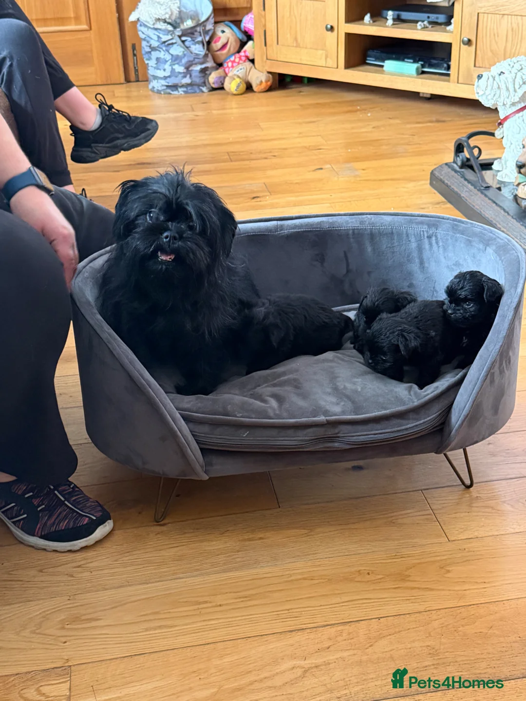Affenpinscher dogs for sale: Affenpinscher puppies For Sale - Advert 1