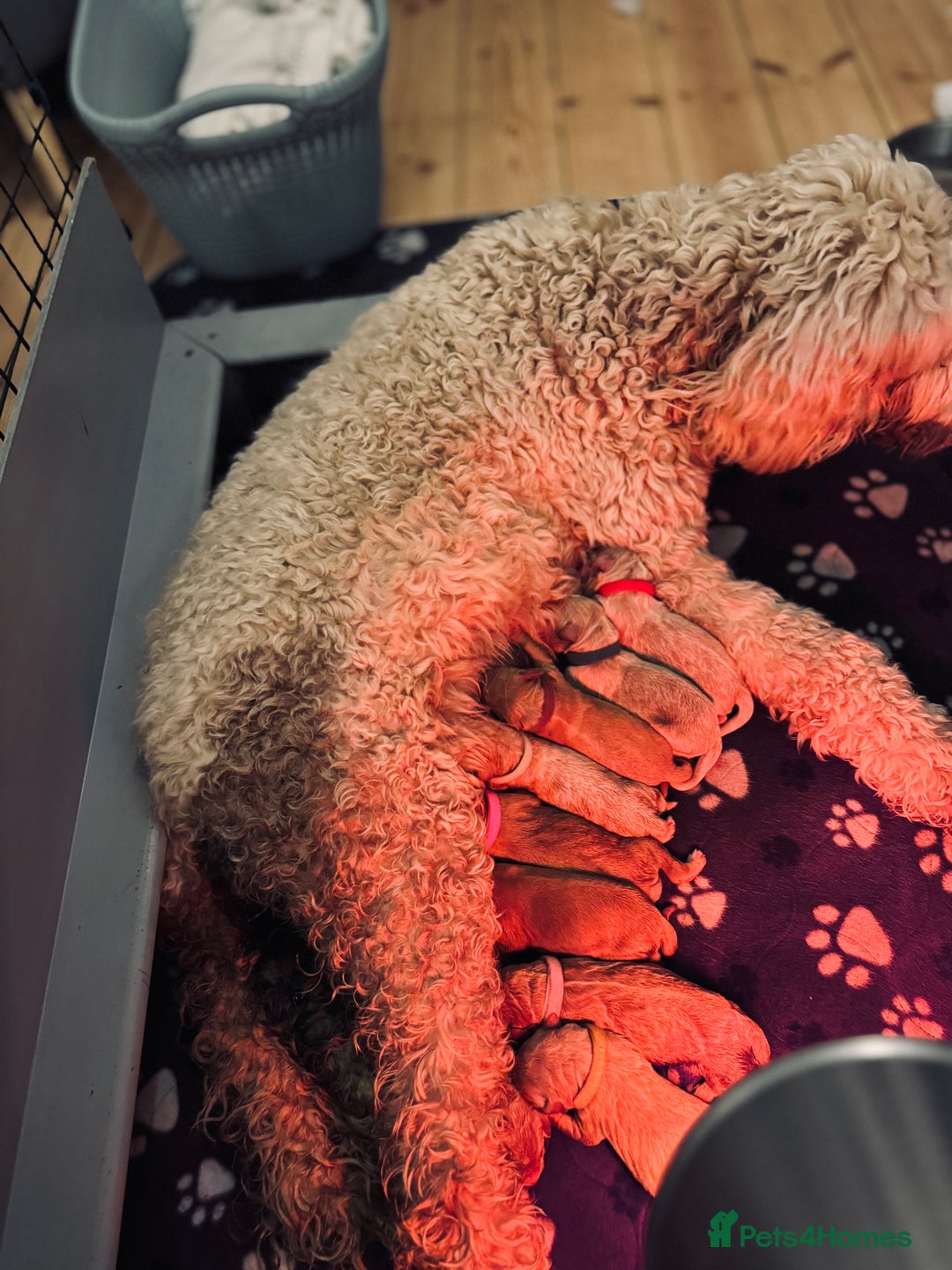 Double Doodle dogs for sale: Australian Goldendoodle puppies - Image 15