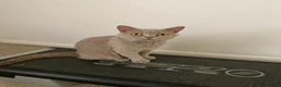 British Shorthair cats for sale: Lilac British Shorthair Active Female 3 years old - Advert 1