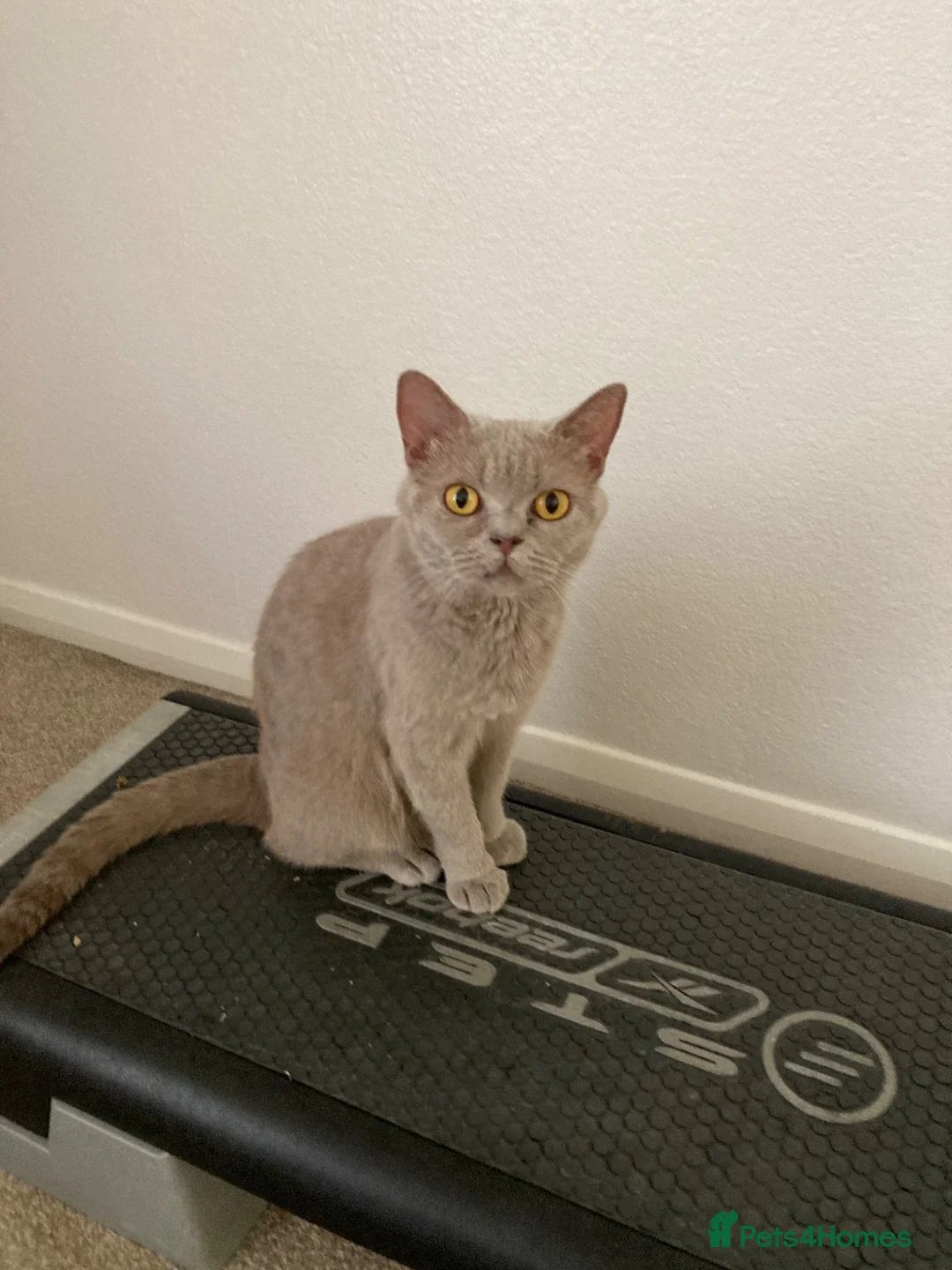 British Shorthair cats for sale: Lilac British Shorthair Active Female 3 years old - Advert 1