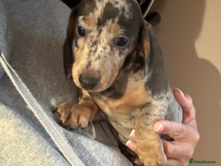 Miniature Dachshund dogs Miniature dachshund puppy’s ready to leave 2 girls - Advert 13