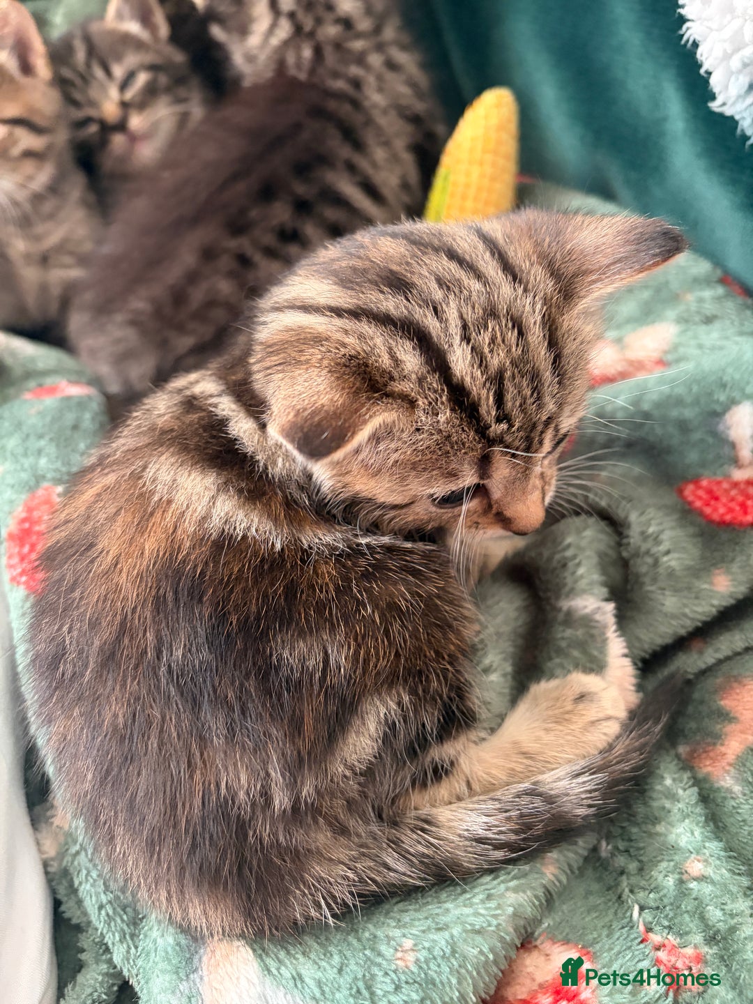 Domestic Shorthair cats for sale: Tabby Domestic Short Haired Kittens - Advert 3