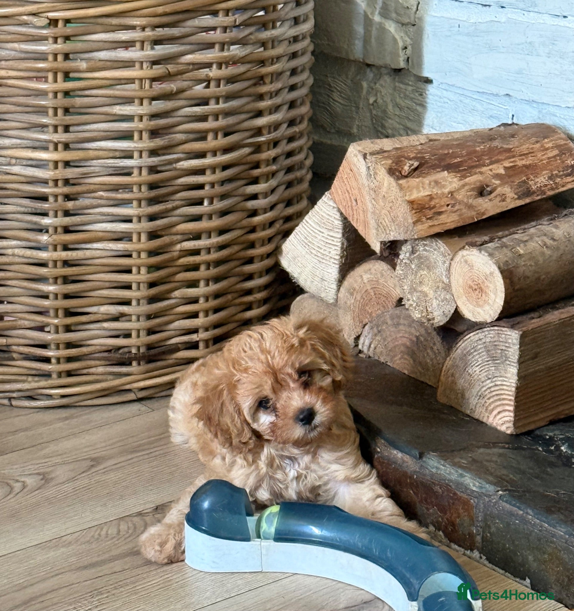 Cavapoo dogs Beautiful Cavapoo Puppy available  - Advert 3
