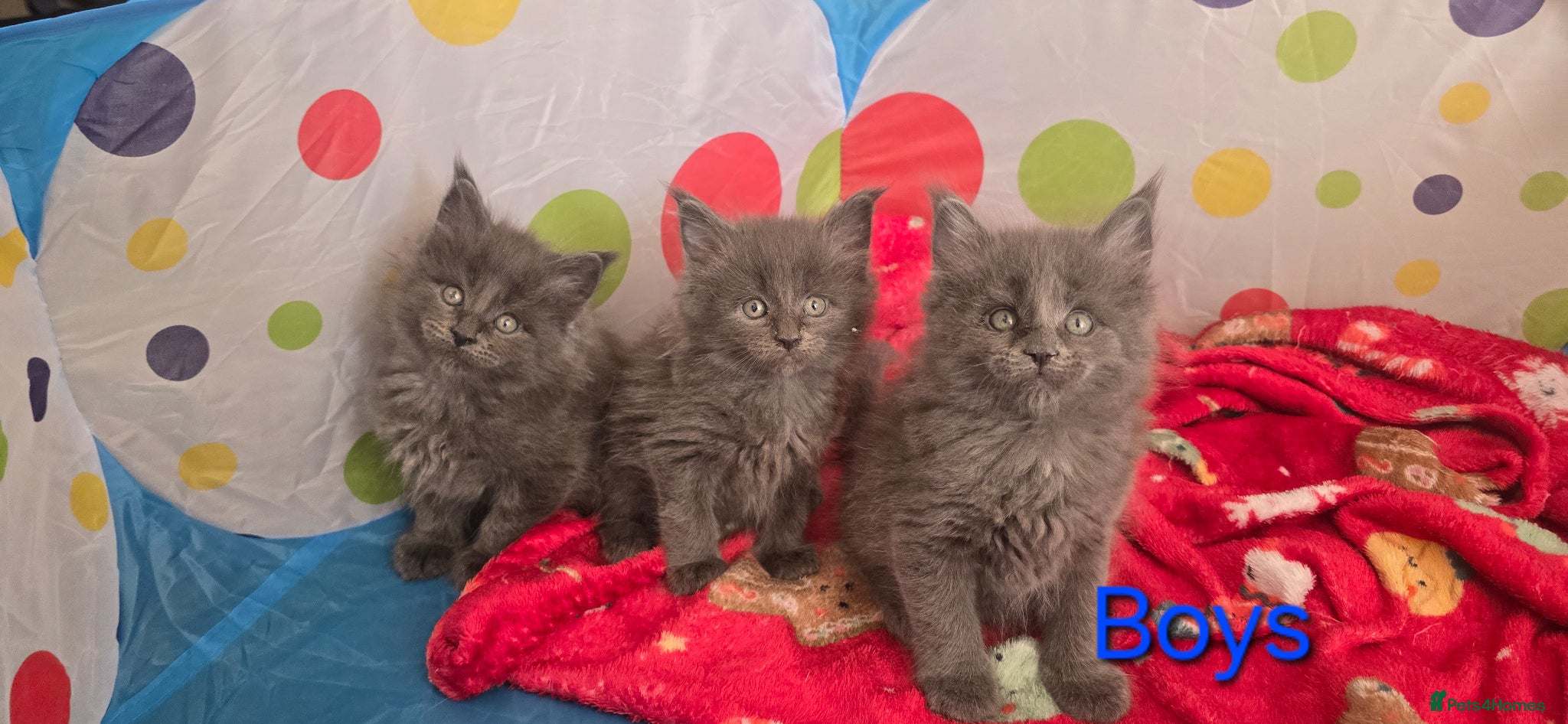 Maine Coon cats Maine Coon Kitten Reservation  - Advert 9