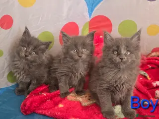 Maine Coon cats Maine Coon Kitten Reservation - Advert 9
