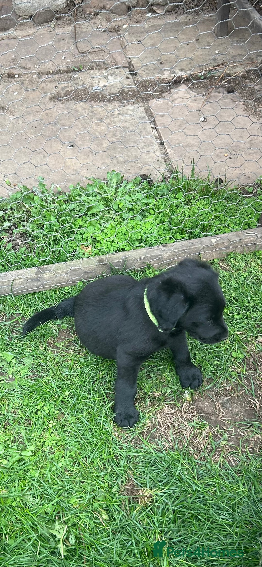 Labradoodle dogs for sale: Ready to go! Fantastic F1 Labradoodles (black) - Image 19