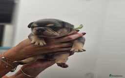 French Bulldog dogs for sale: 6 French Bulldog puppies (3 girls, 3 boys) - Image 16