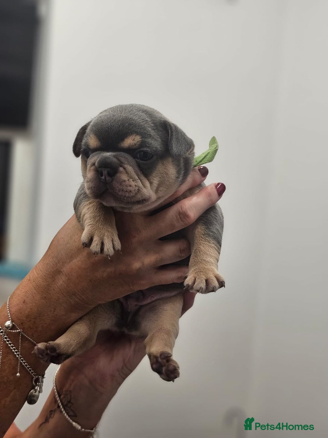 French Bulldog dogs for sale: 6 French Bulldog puppies (3 girls, 3 boys) - Image 16