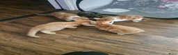 Domestic Shorthair cats for sale: Kittens for sale  - Advert 15