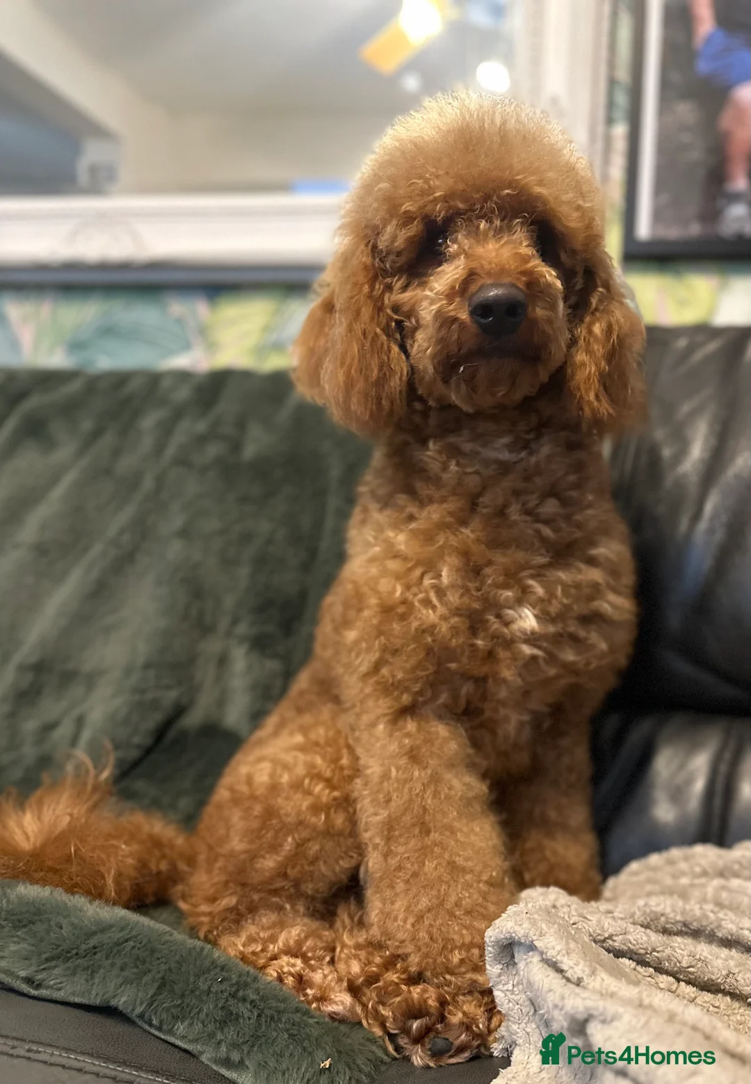 Miniature Poodle dogs for stud: RED MINIATURE POODLE STUD in Mansfield - Advert 4